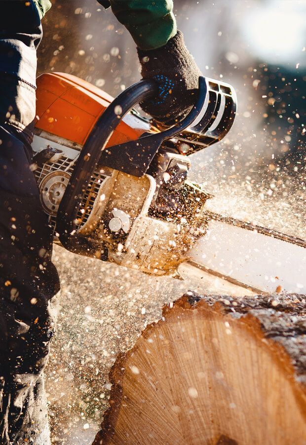 Eine Person fällt mit einer Kettensäge einen Baum.