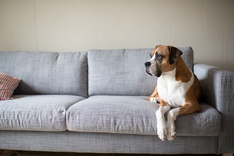 Un chien brun et blanc est assis sur un canapé gris, regardant sur le côté.