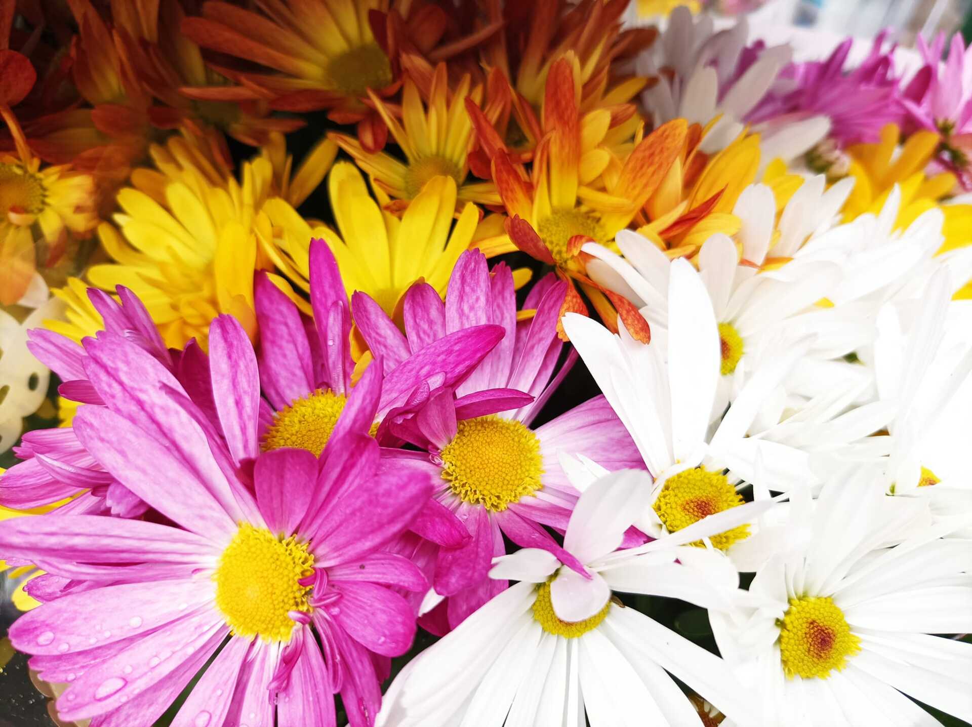 Des fleurs aux mille couleurs