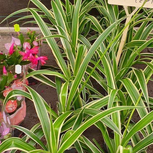 Des plantes dans des pots