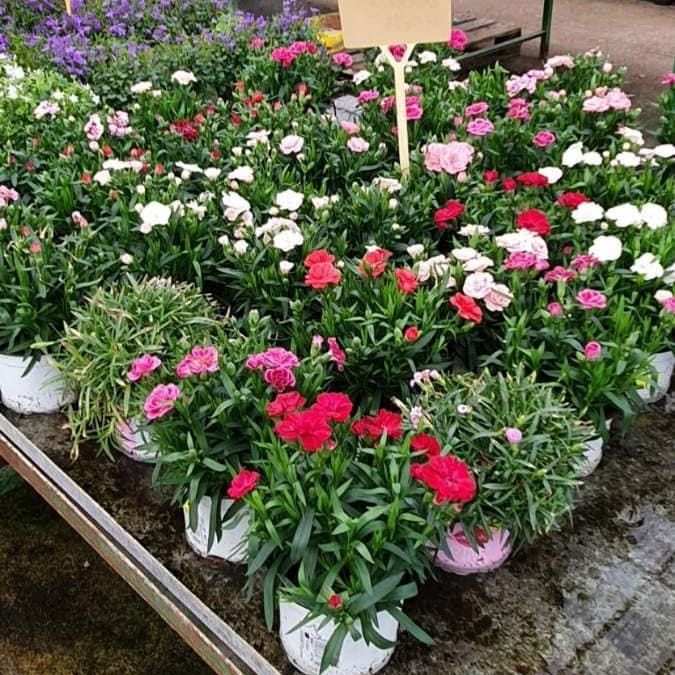 Des bouquets de fleurs colorées dans des pots