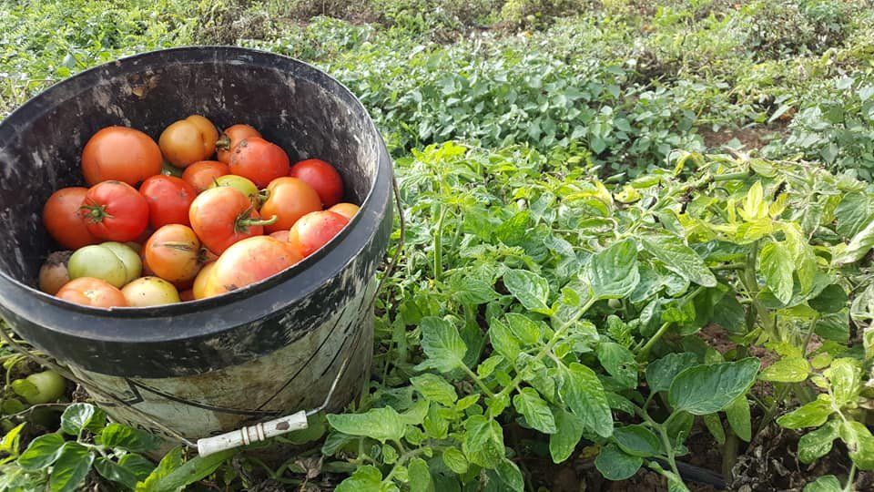 Cubo de tomates maduros en un jardín, rodeado de plantas de tomates verdes.