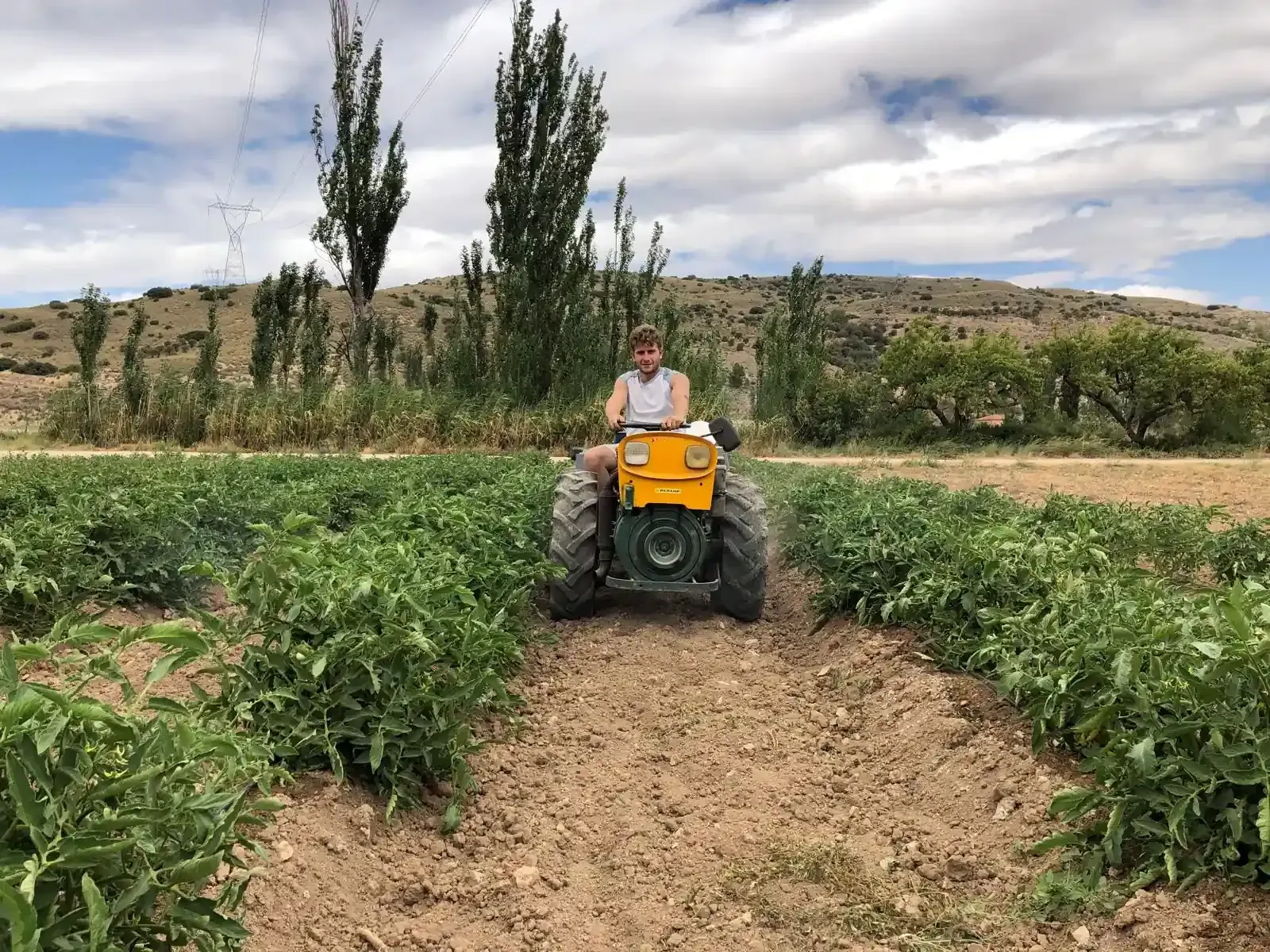 Cesta de productos frescos variados: pimientos, tomates, ciruelas, lechugas, zanahorias.