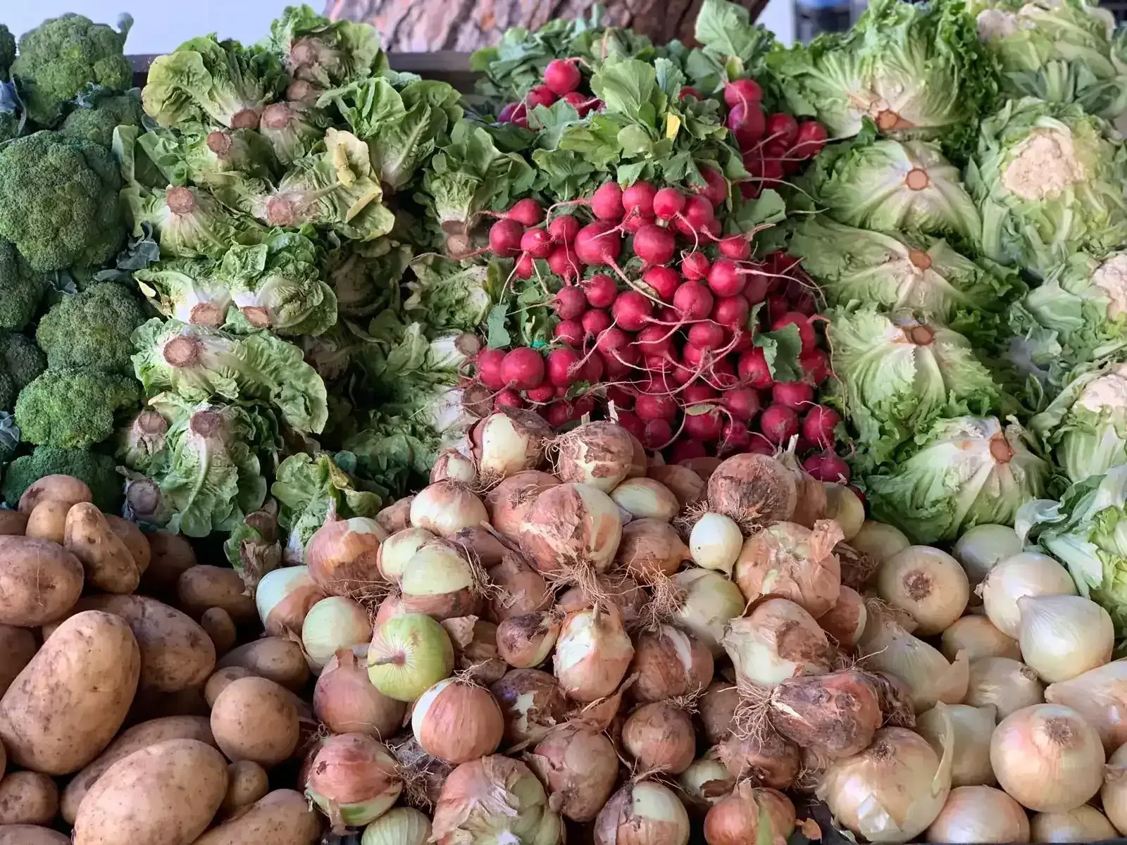 Hileras de plantas verdes en un campo con caminos de tierra, posiblemente una cosecha de tomates, con contenedores visibles.