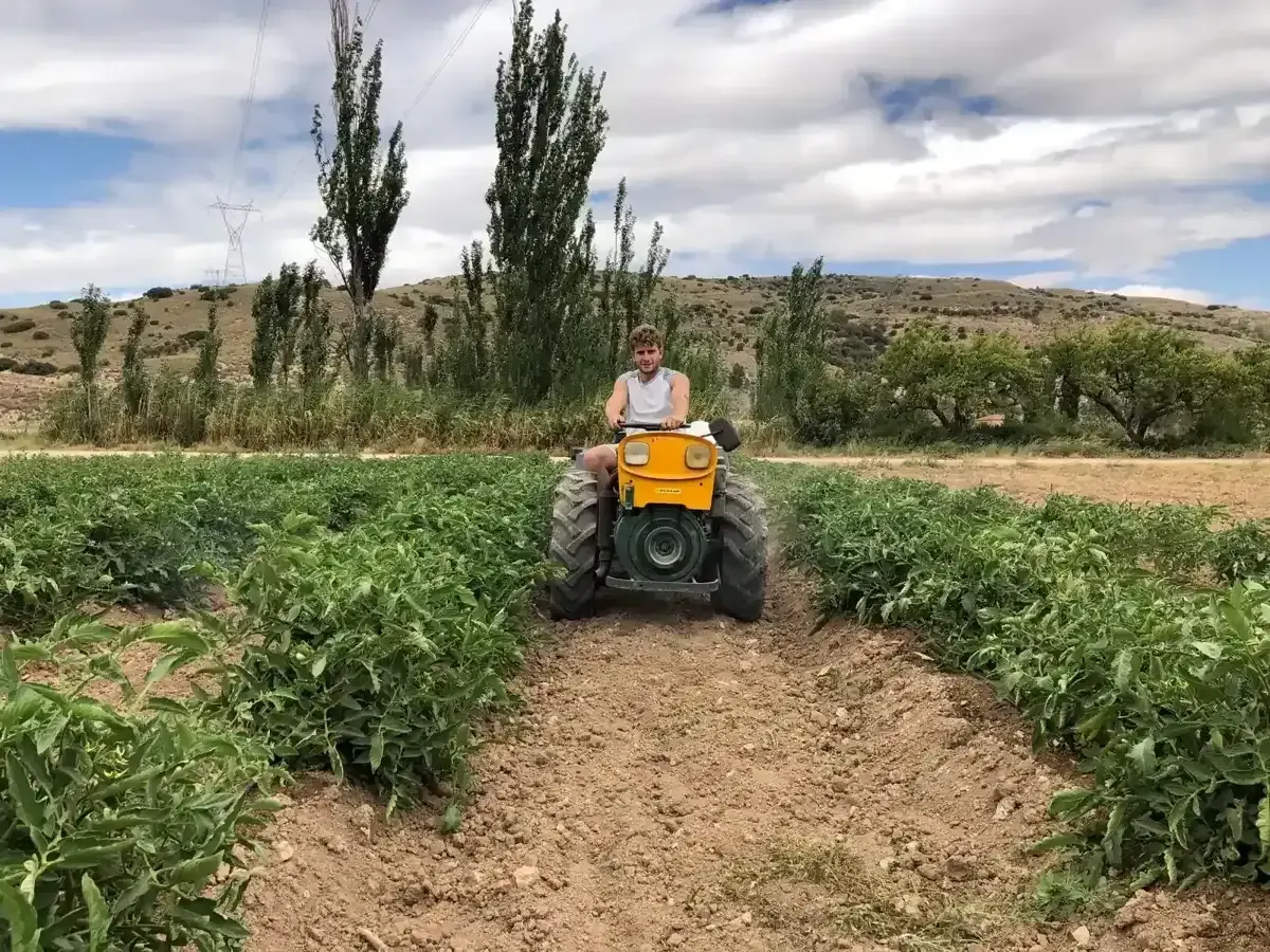 Cesta de productos frescos variados: pimientos, tomates, ciruelas, lechugas, zanahorias.