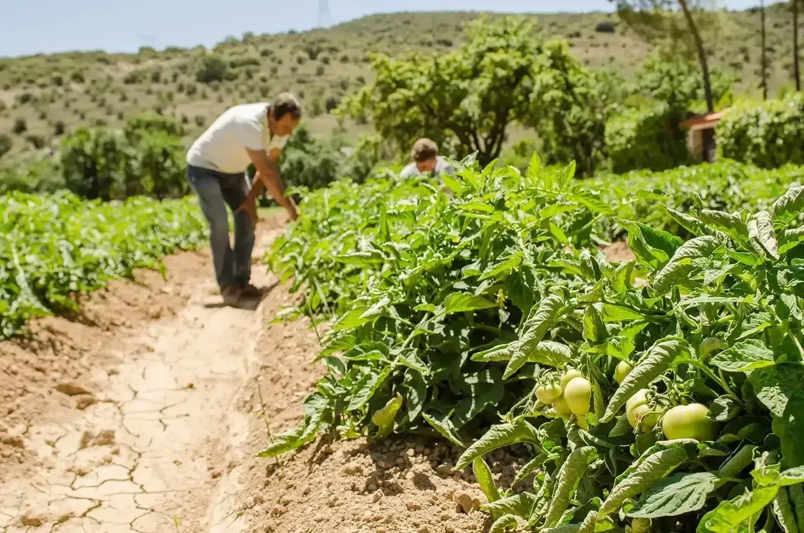 Hileras de plantas de alcachofa creciendo en un campo seco y agrietado bajo la luz del sol.