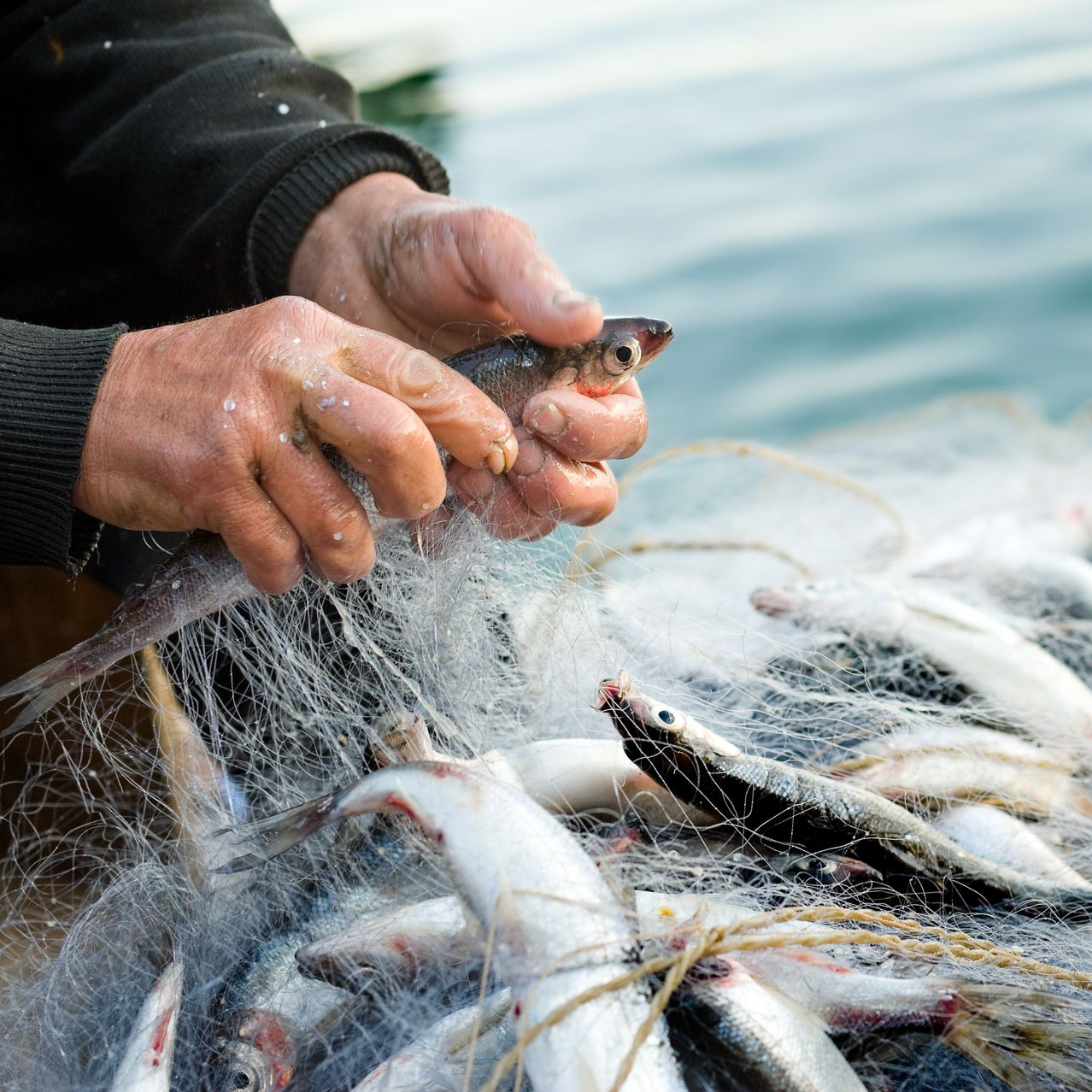 Des mains démêlent des poissons d'un filet de pêche mouillé au bord de l'eau.