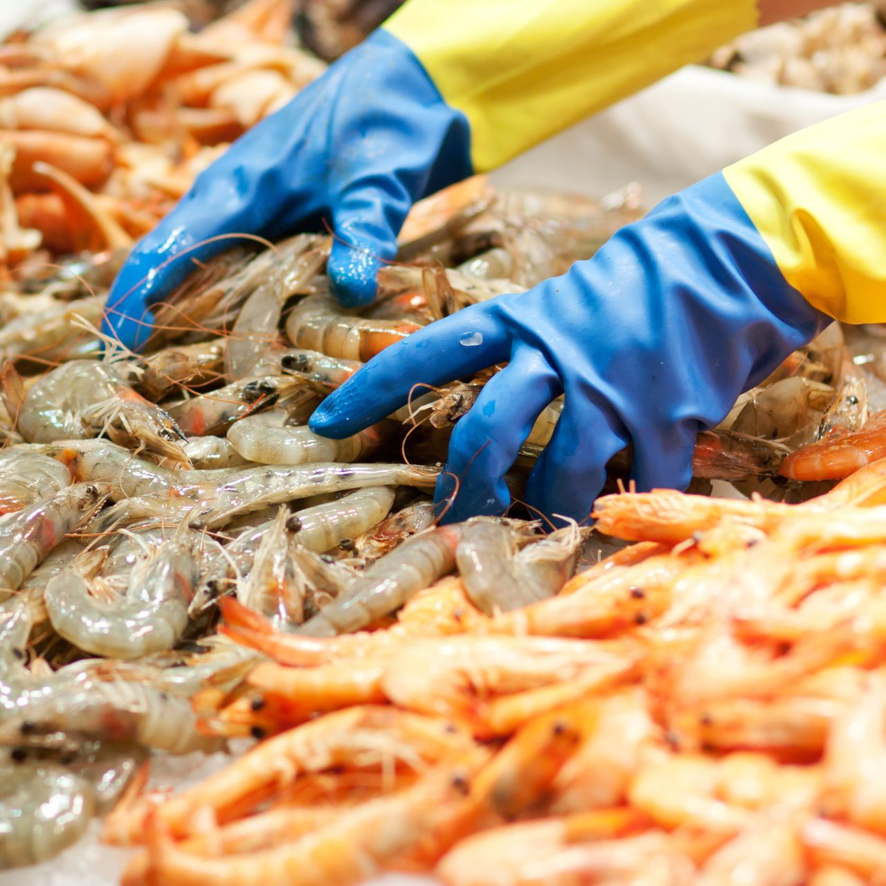 Des mains gantées de bleu trient des crevettes crues sur un étalage de poissonnerie