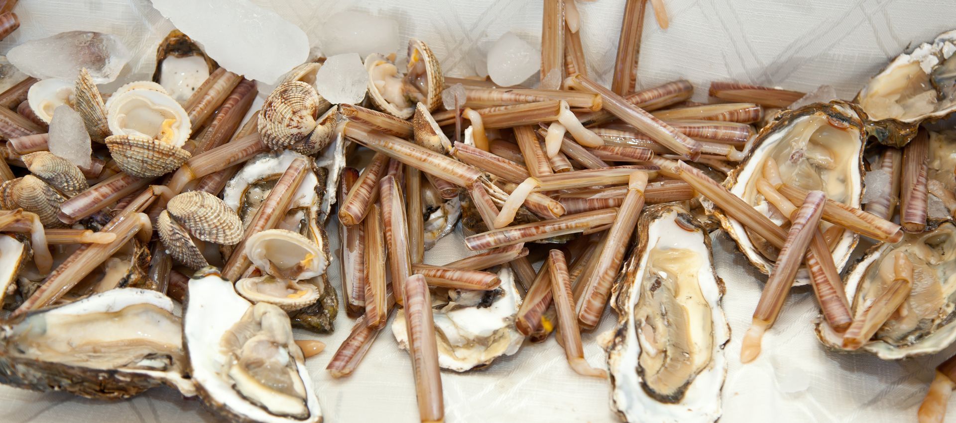 Gros plan sur des coquillages éparpillés sur de la glace pilée.