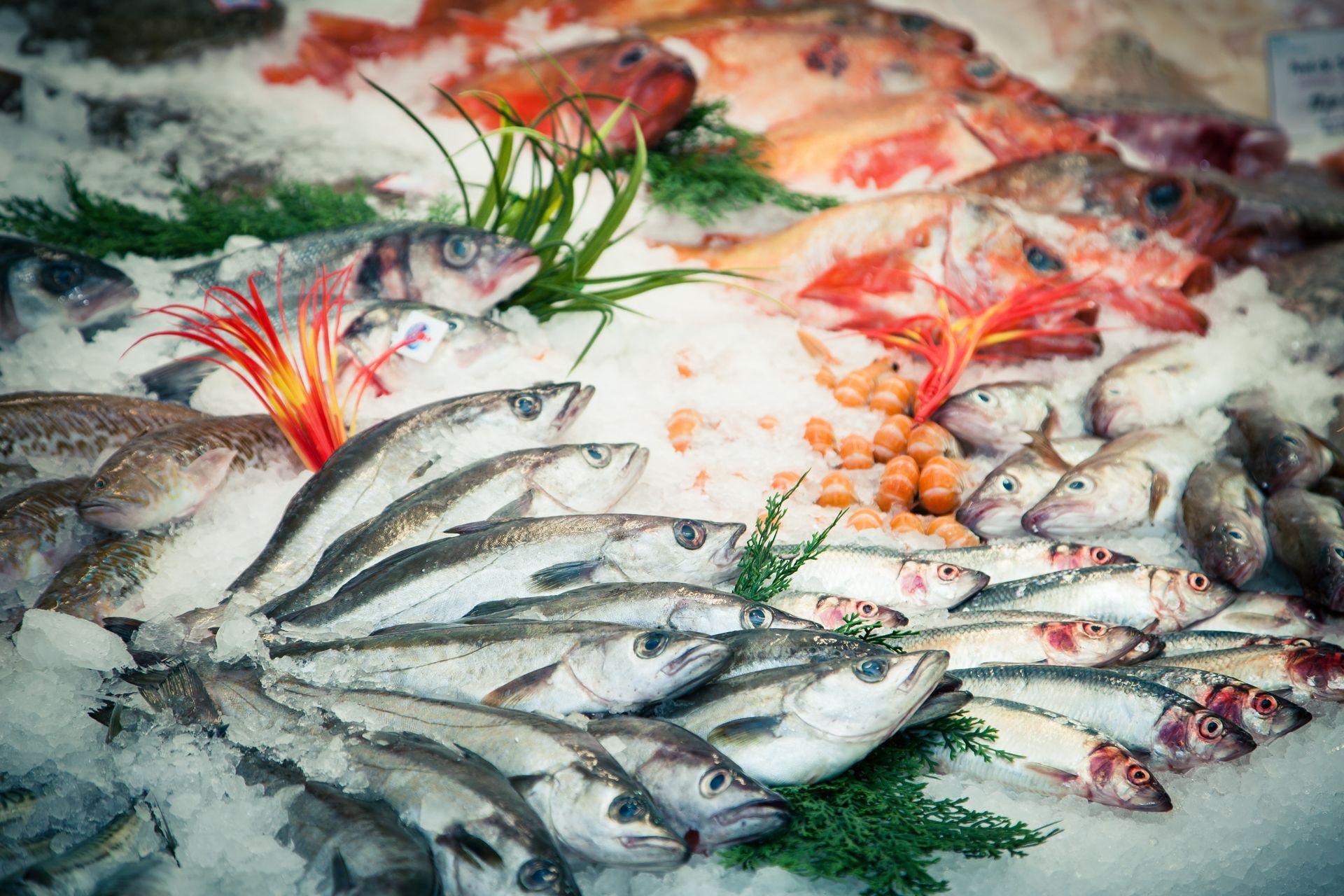 Poissons frais présentés sur glace sur un marché, avec des poissons rouges et argentés et une garniture verte.