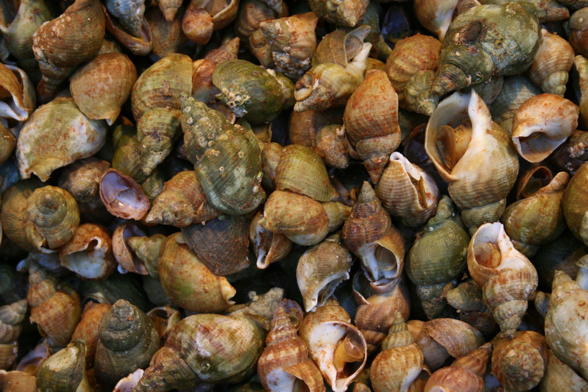 Gros plan sur un tas de coquillages bruns et verts