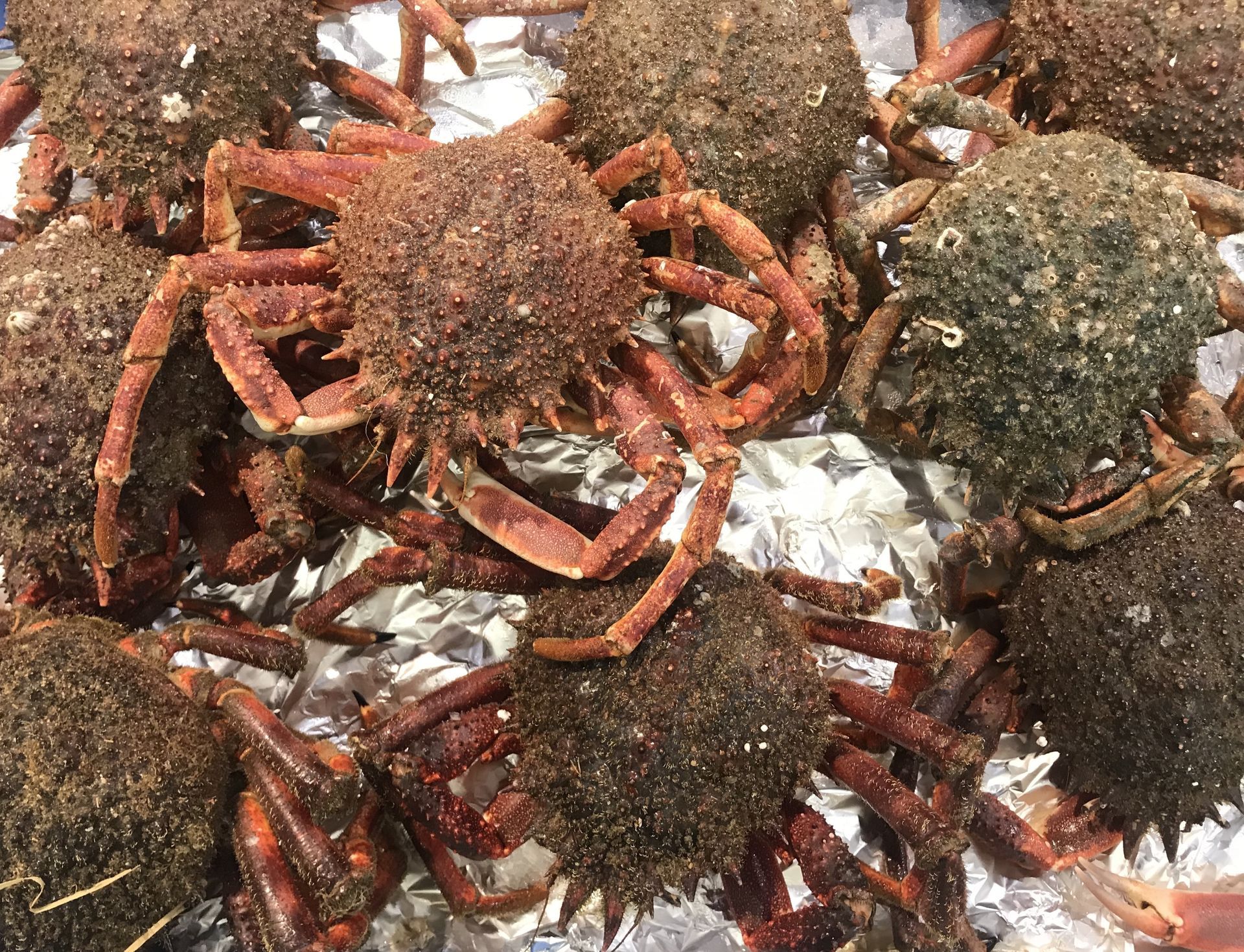 Des crabes à la carapace recouverte d'algues et aux pattes orange, empilés sur de la glace pilée sur un marché.