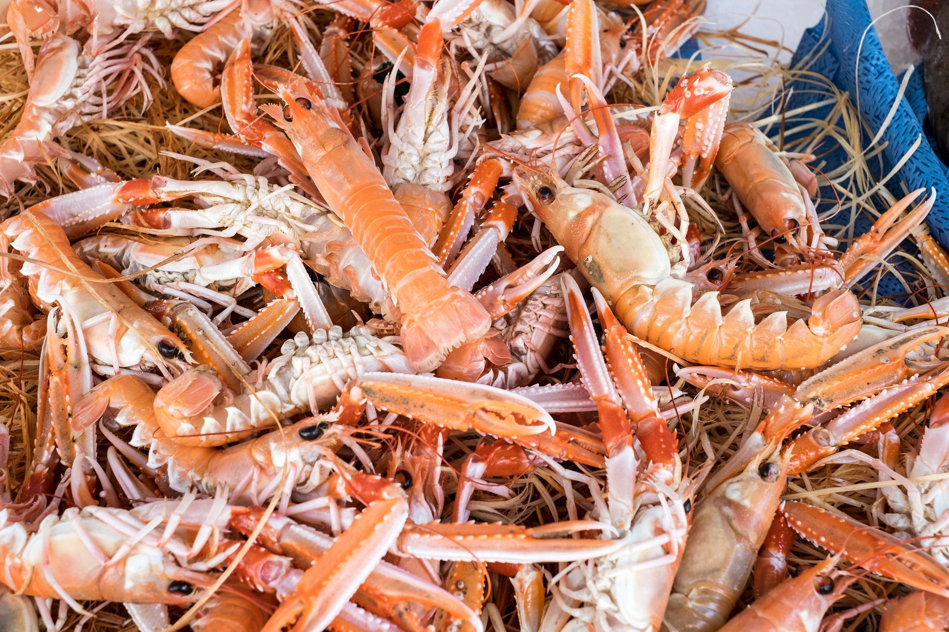 Un tas de crevettes orange et blanches, avec leurs carapaces et leurs pattes, entassées dans un panier