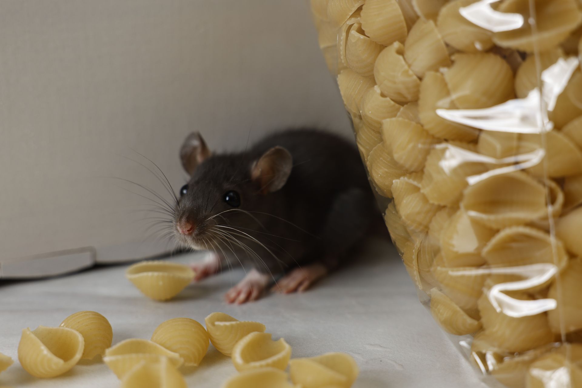 Petite souris à côté d'un sachet de pâtes transparent sur le sol de la cuisine