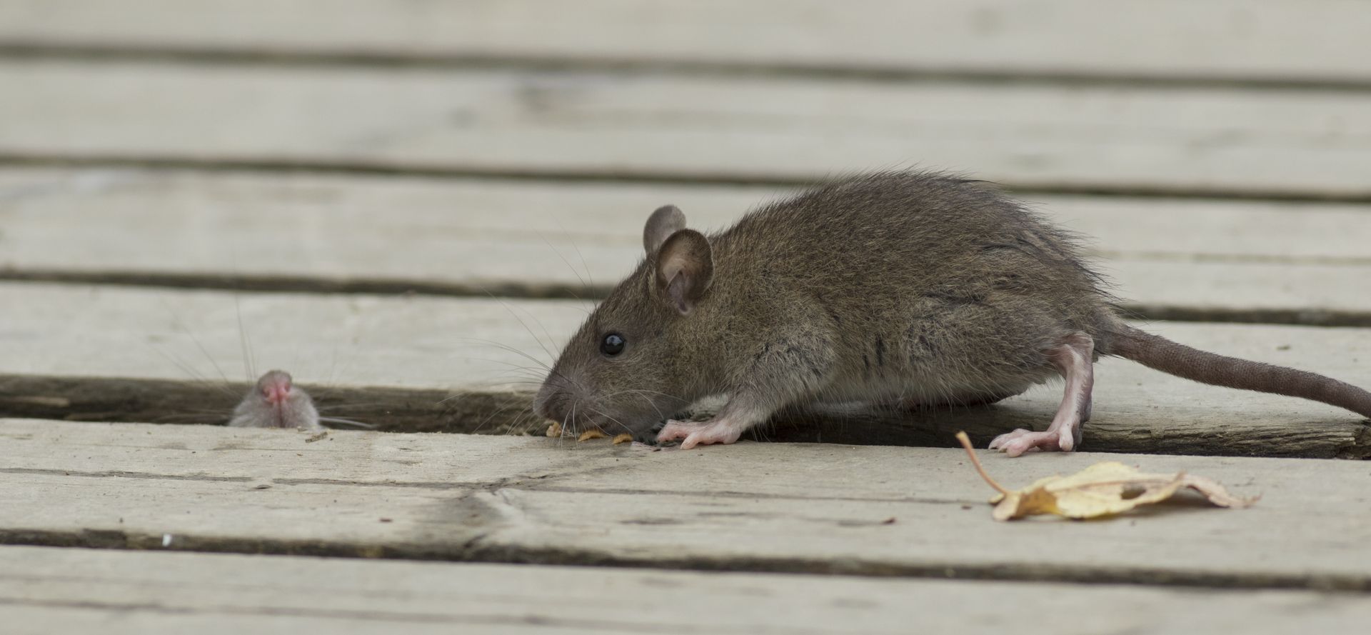 Rat gris sur une terrasse en bois près d'un petit morceau de nourriture