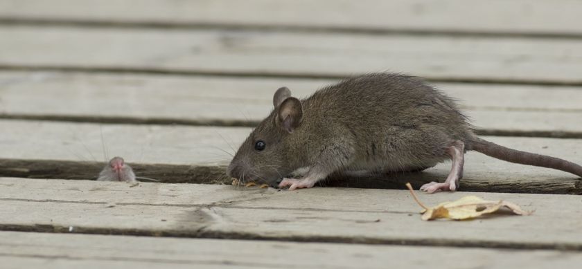 Rat gris sur une terrasse en bois près d'un petit morceau de nourriture
