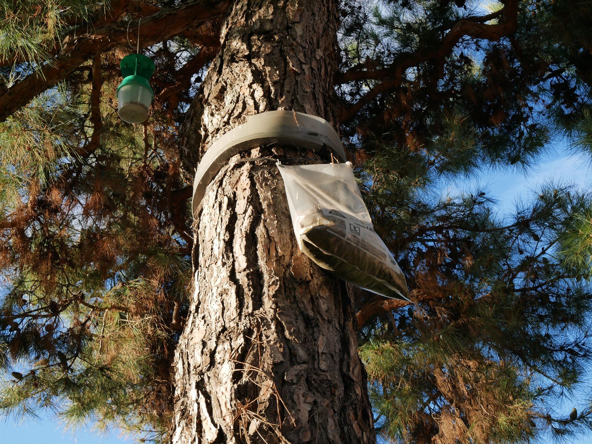 Tronc d'arbre avec un piège à chenille suspendu et une protection en plastique dans une zone boisée