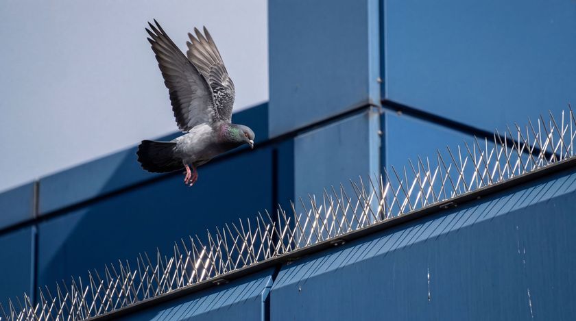 Un pigeon vole au-dessus d'un bâtiment en verre bleu avec un rebord hérissé de pointes.