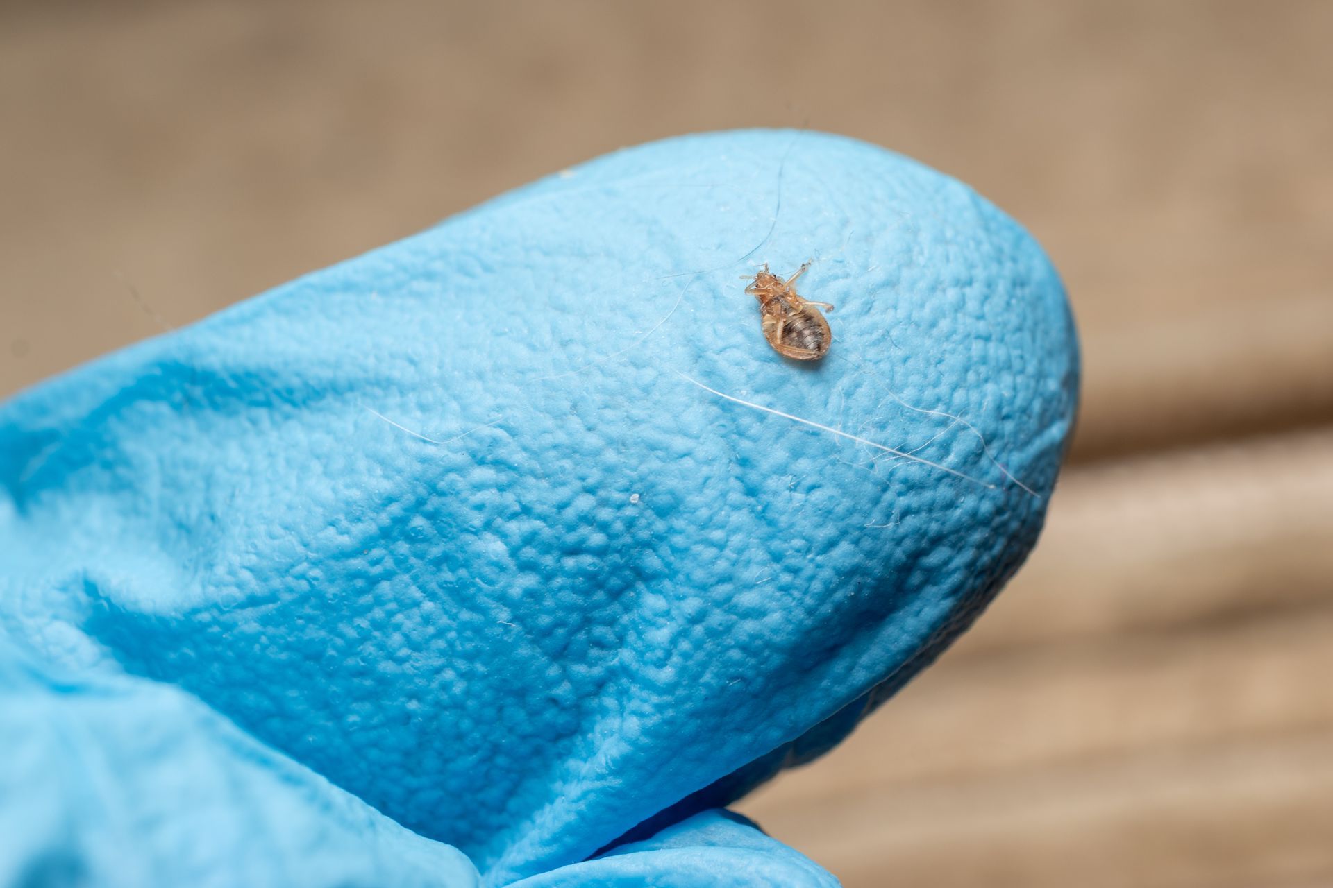 Petit insecte brun sur le bout d'un doigt ganté de bleu, sur un fond de bois flou.