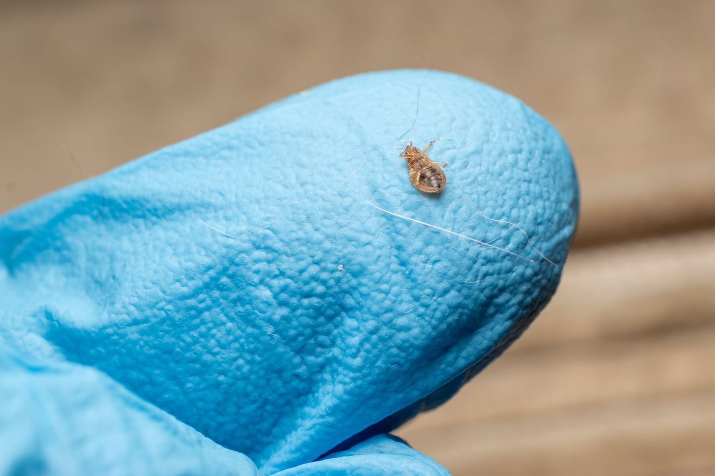 Petit insecte brun sur le bout d'un doigt ganté de bleu, sur un fond beige flou.