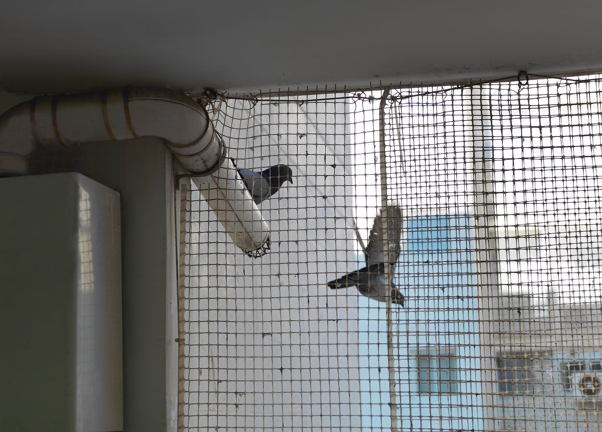 Deux oiseaux perchés sur un grillage à l'extérieur d'une fenêtre, avec un immeuble d'appartements en arrière-plan.