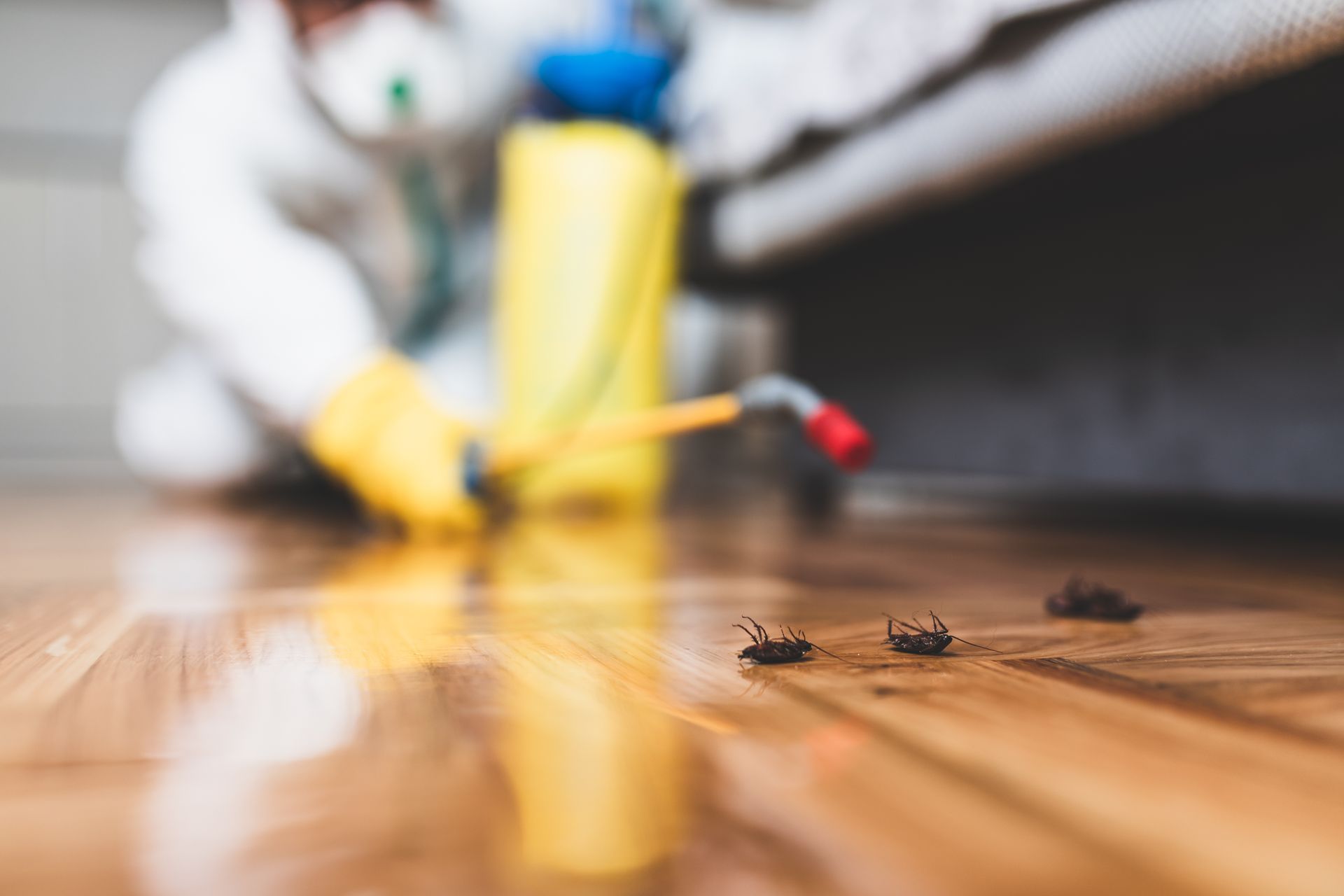 Un technicien en désinsectisation pulvérise un pesticide près de cafards sur un plancher en bois à l'intérieur d'un bâtiment.