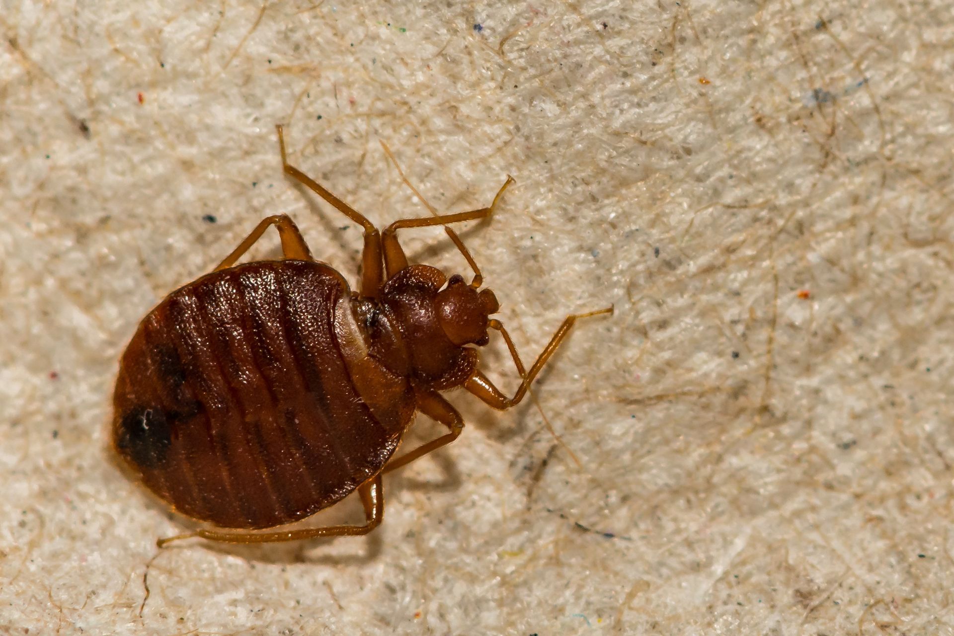 Gros plan d'une punaise de lit brune sur une surface en tissu beige