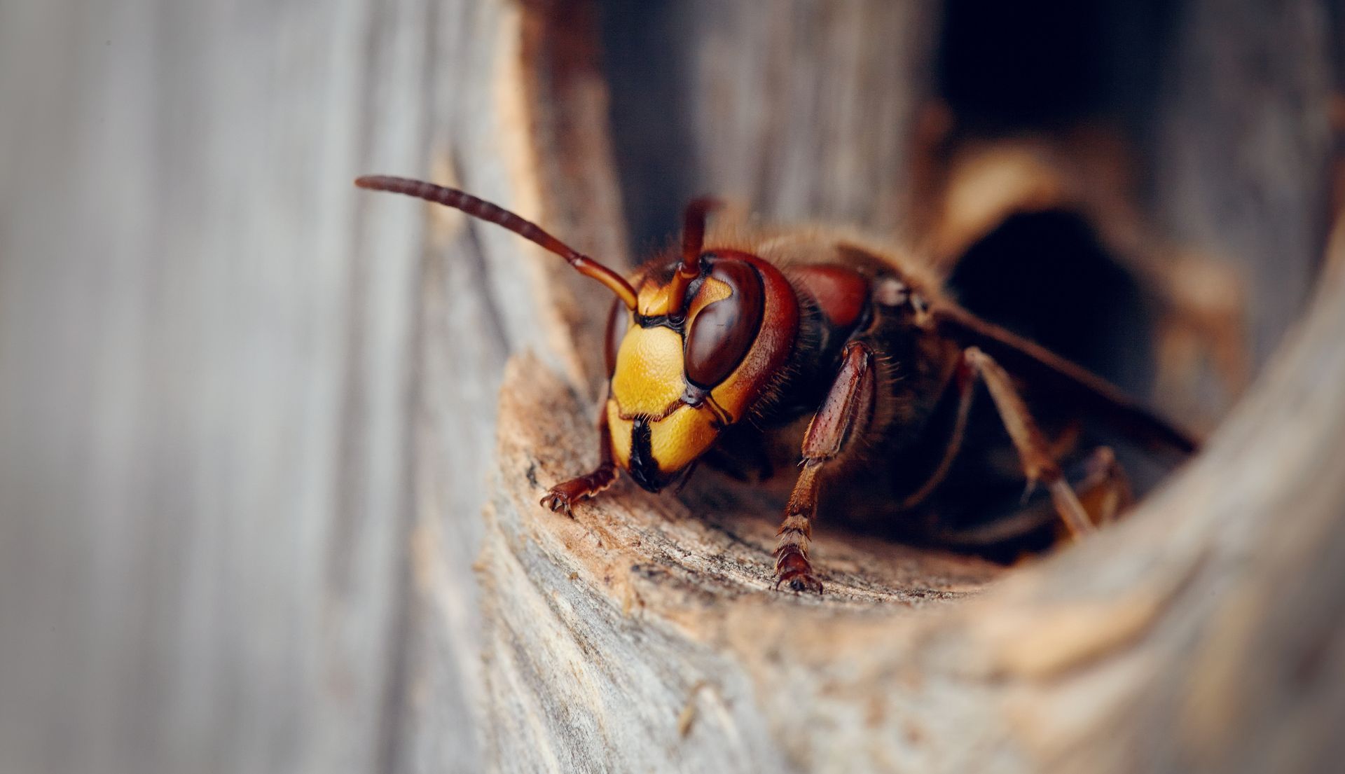 Gros plan d'un frelon qui regarde par l'entrée d'un nid en bois
