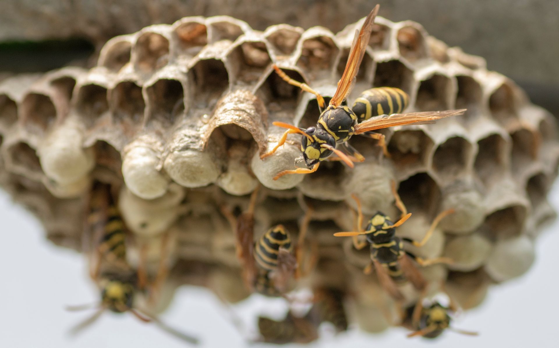 Guêpes jaunes sur un nid de guêpes de papier à cellules hexagonales ouvertes