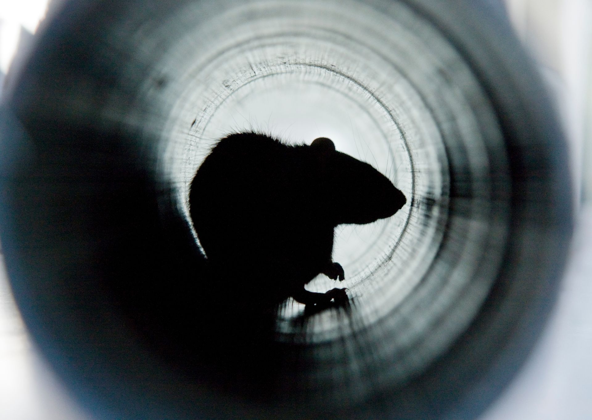 Silhouette d'un rat à l'intérieur d'un tuyau circulaire avec une lumière à l'extrémité opposée