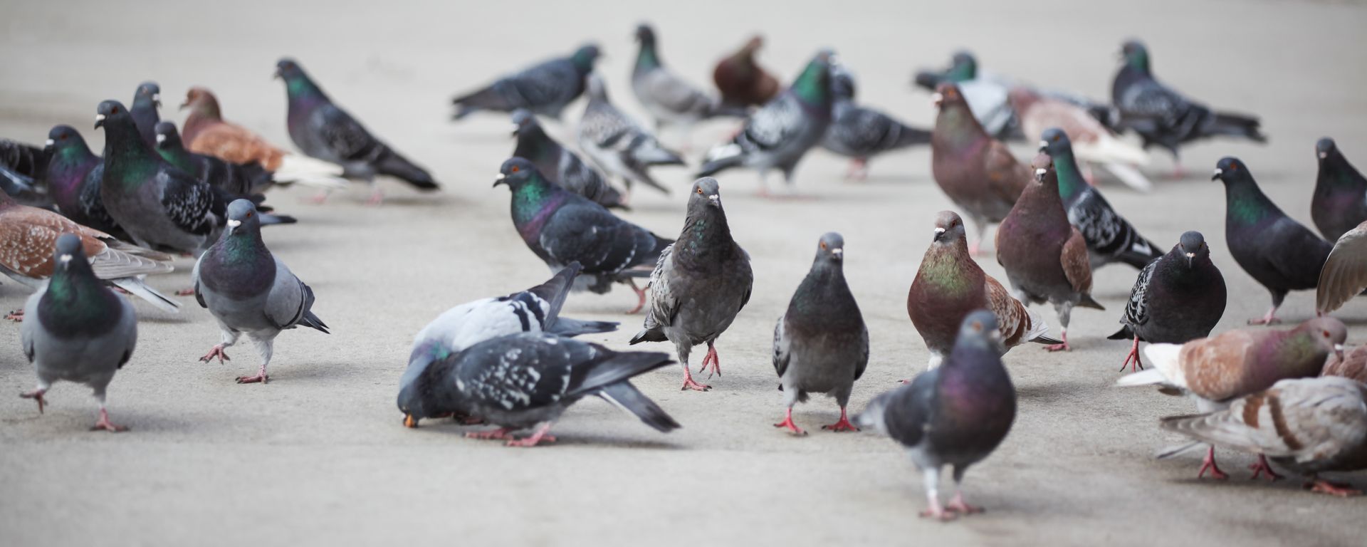 Des pigeons éparpillés sur une place en béton, picorant et se tenant en groupe lâche.