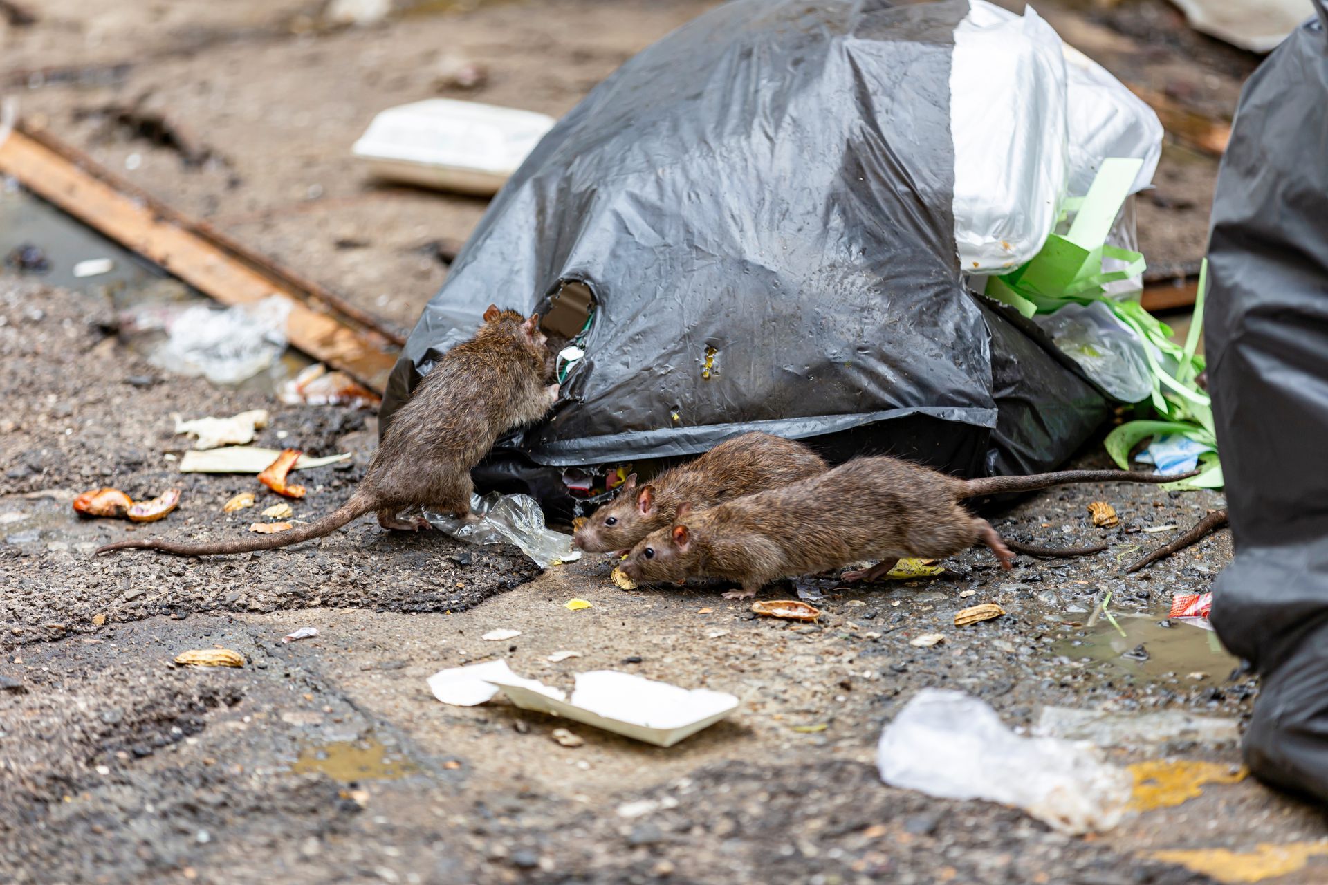 Deux rats près d'un sac-poubelle noir sur un trottoir sale jonché de restes de nourriture.