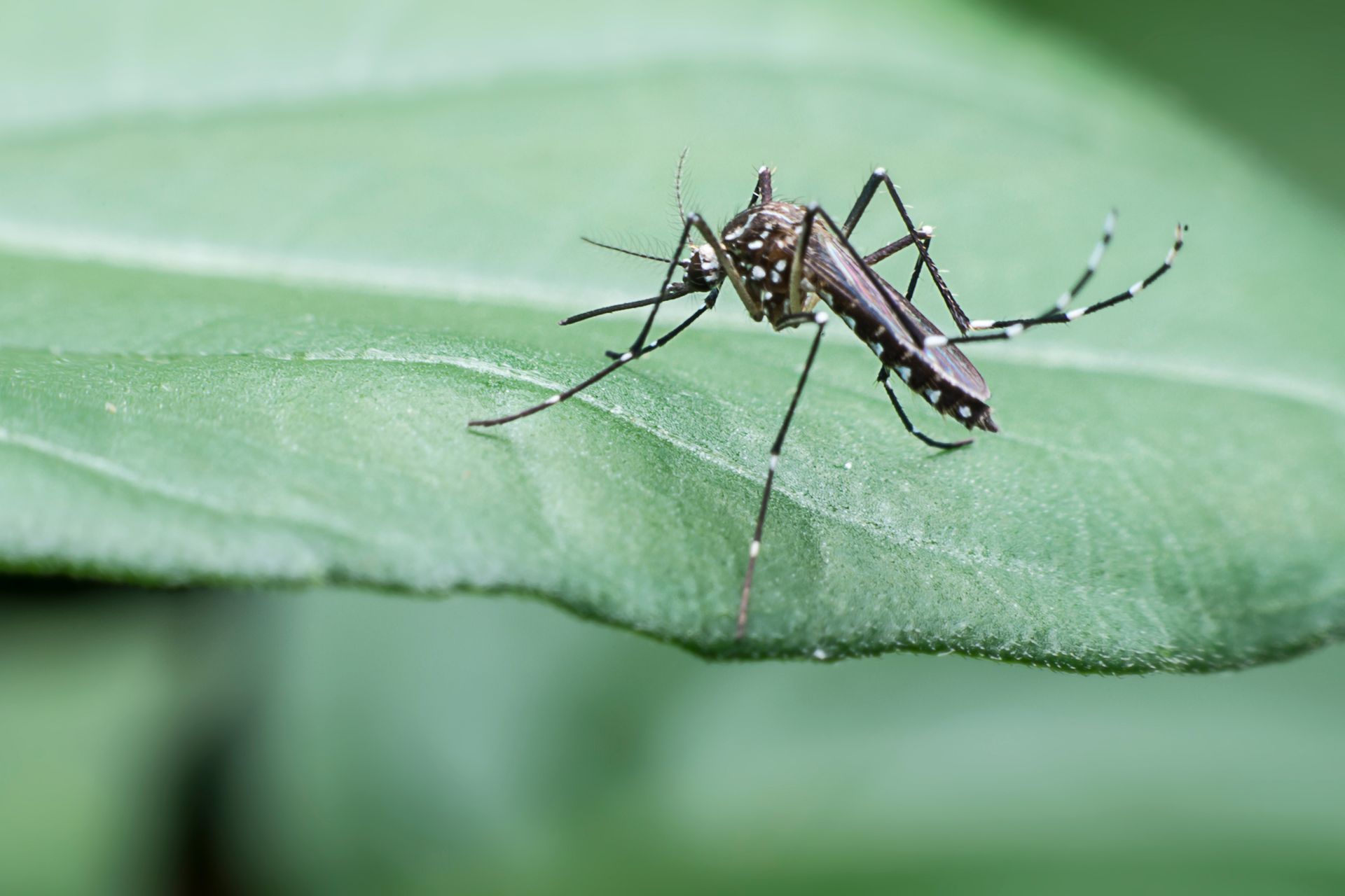Moustique posé sur une feuille verte, montrant ses pattes et son corps rayés de blanc.