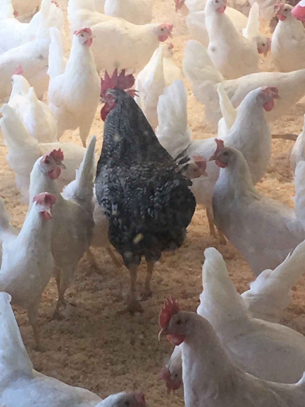 Geflügelfarm Dominic Moos | Schongau