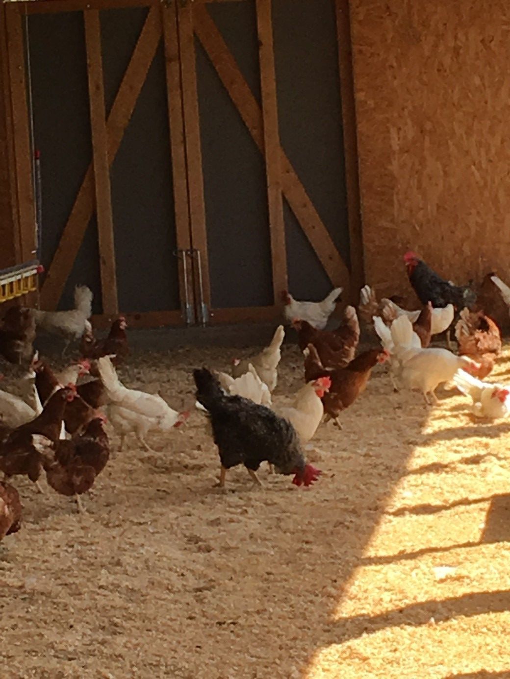 Geflügelfarm Dominic Moos | Schongau