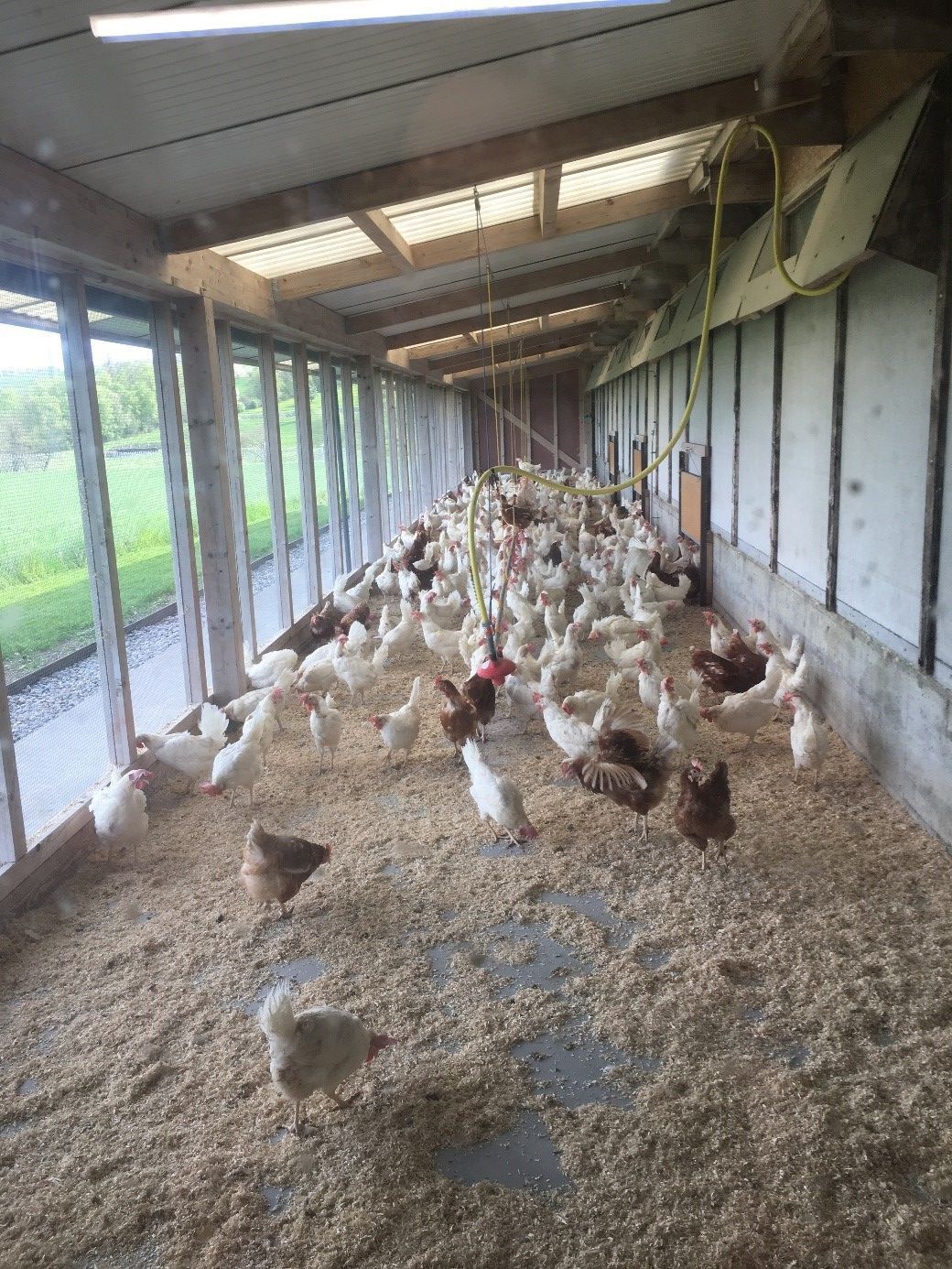 Geflügelfarm Dominic Moos | Schongau