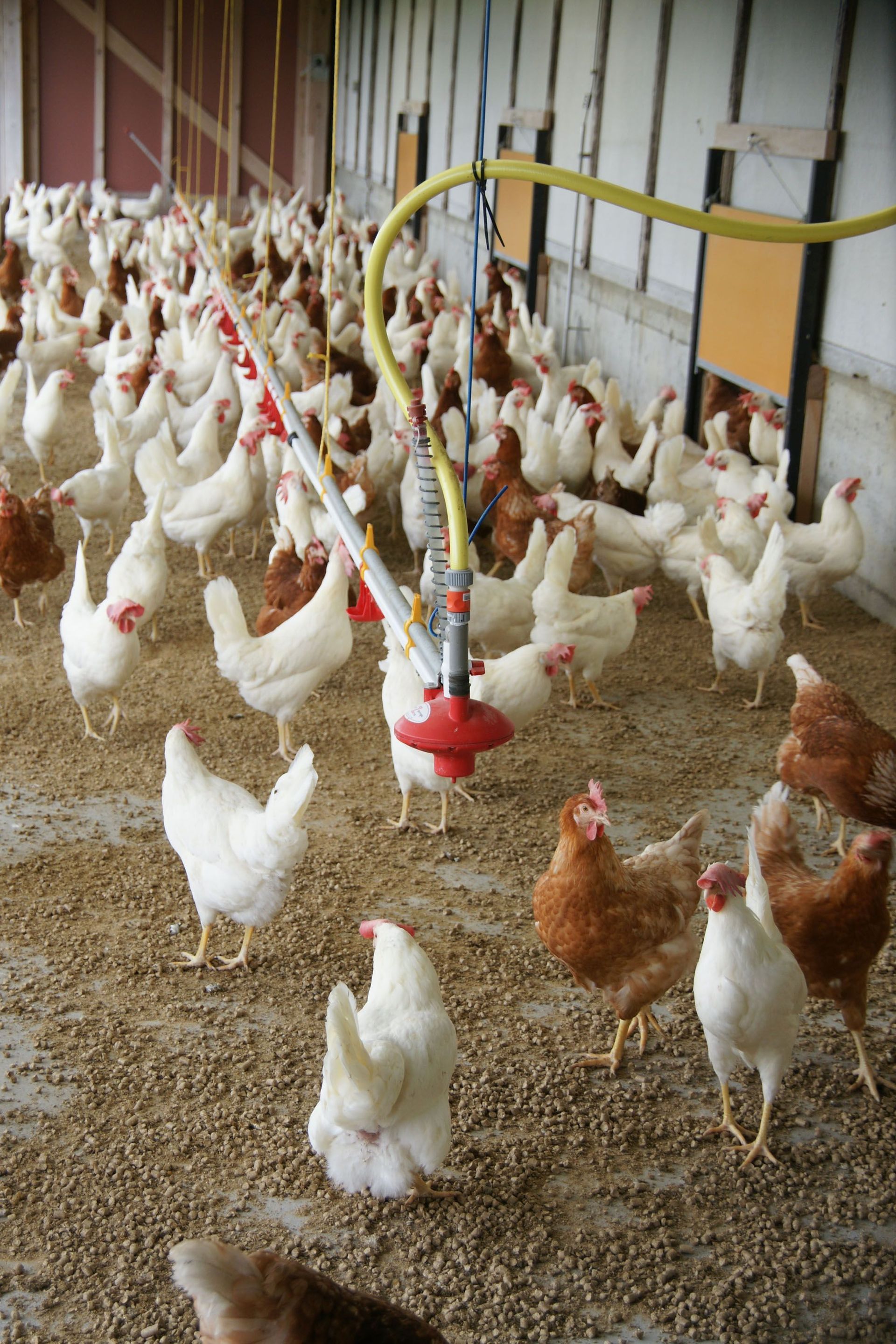 Geflügelfarm Dominic Moos | Schongau