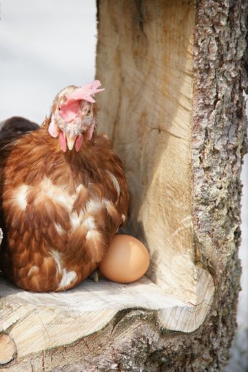 Huhn | Geflügelfarm Moos | Eier | Eiernudeln | Geflügelfleisch | Tiefkühlprodukte | Schongau