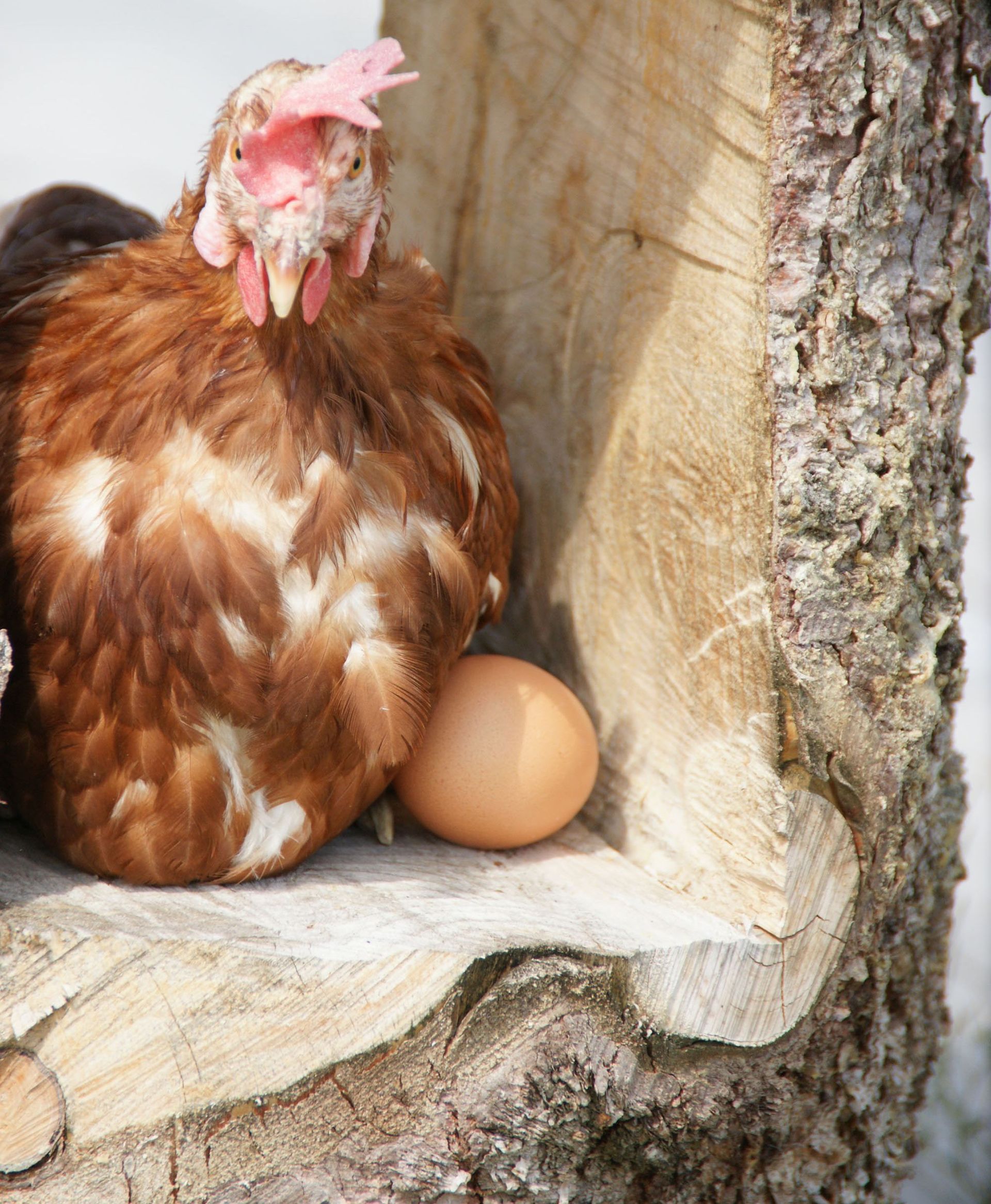 Geflügelfarm Dominic Moos | Schongau