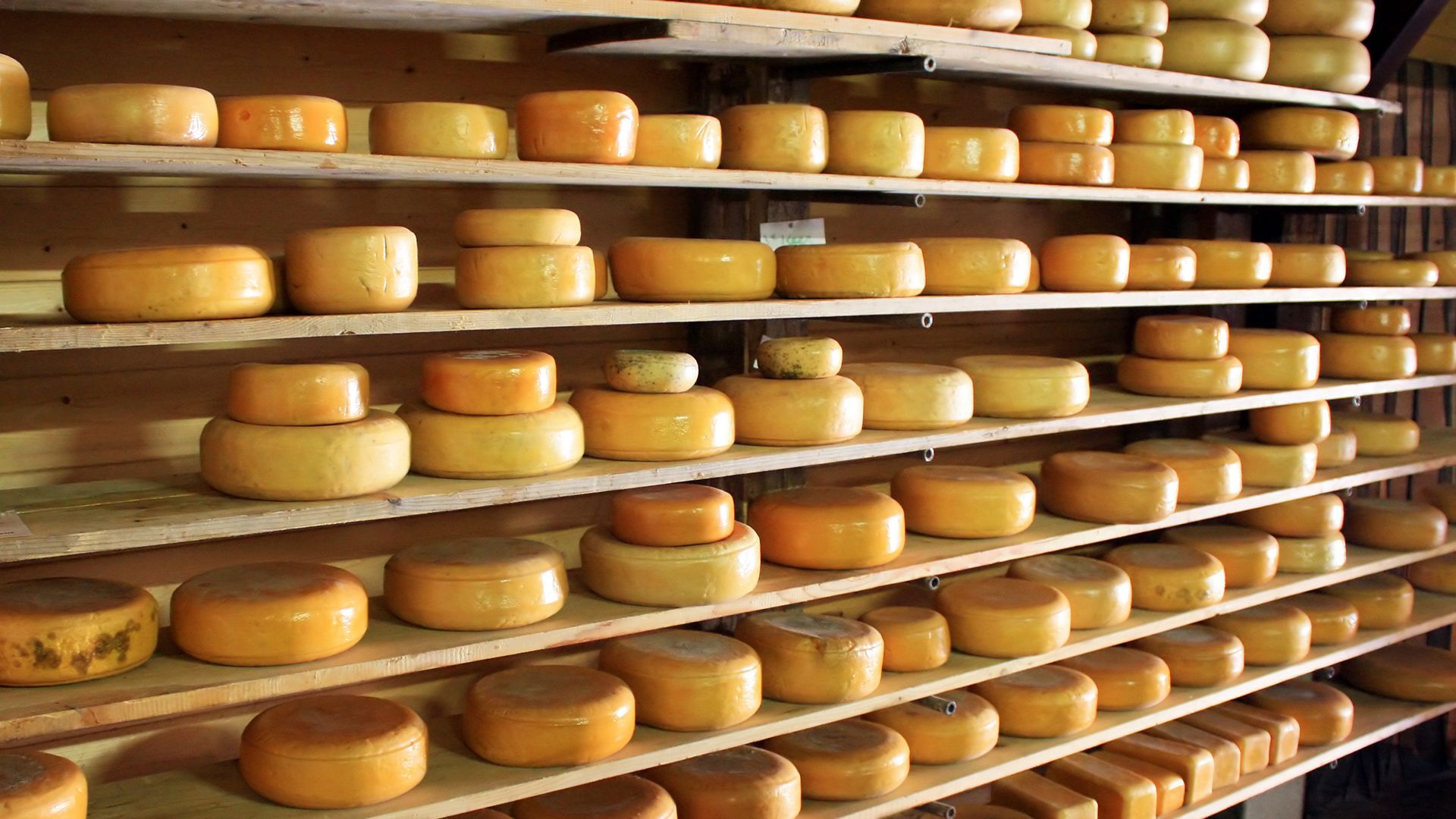 Estanterías con ruedas de queso curado, de distintos tamaños y color dorado, en un almacén de madera.