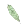 Hoja verde con líneas de nervadura diagonales.