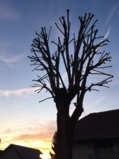 Arbre taillé