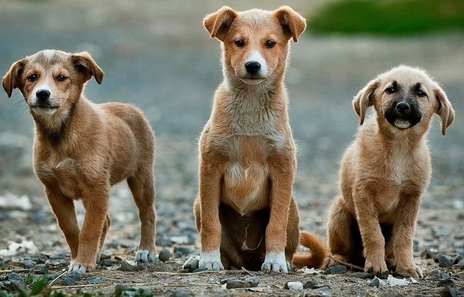 Tres cachorros marrones, de pie y sentados en un camino de tierra. Uno mira directamente a la cámara, mientras que los demás miran ligeramente a un lado.