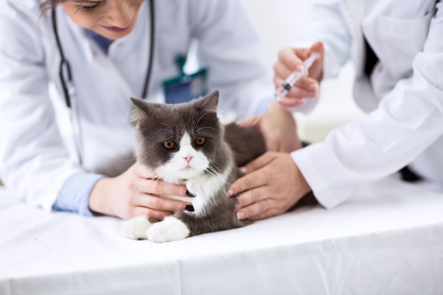 Dos veterinarios vacunan a un gato gris y blanco en una mesa blanca de una clínica. El gato tiene expresión preocupada.