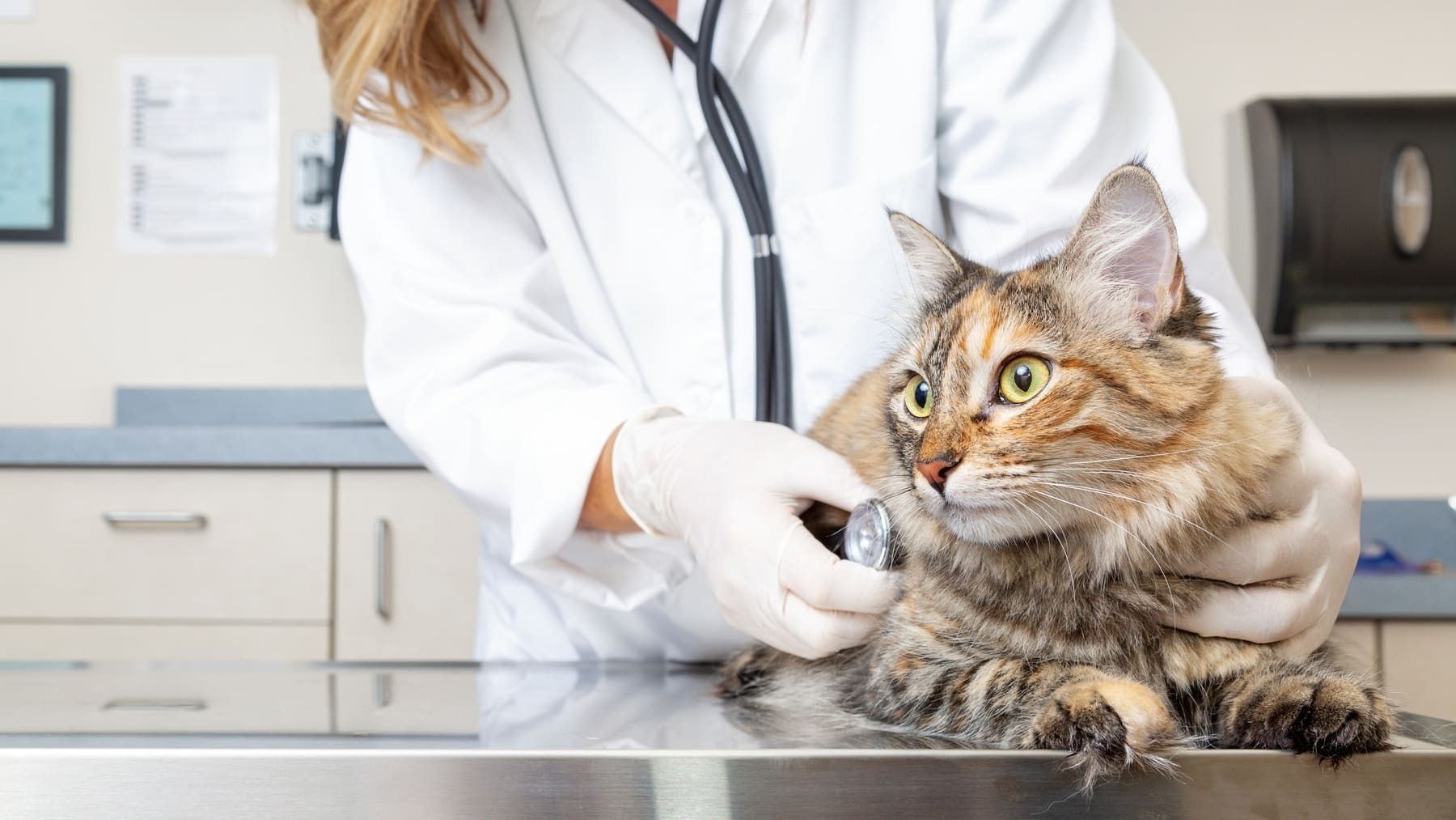 Veterinario con bata blanca y guantes ausculta el pecho de un gato calicó con un estetoscopio sobre una mesa de exploración de metal.