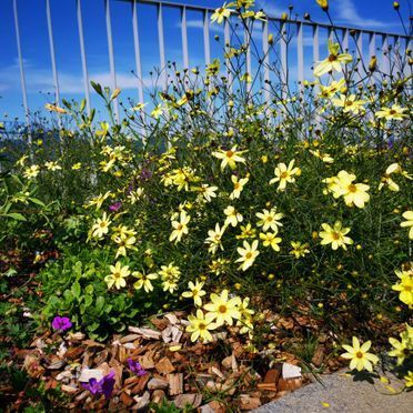 Gartenbau - M. Berger Gartenbau AG Wohlen - Anglikon