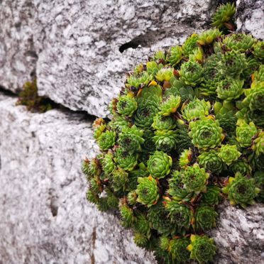 M. Berger Gartenbau AG Wohlen -  Anglikon