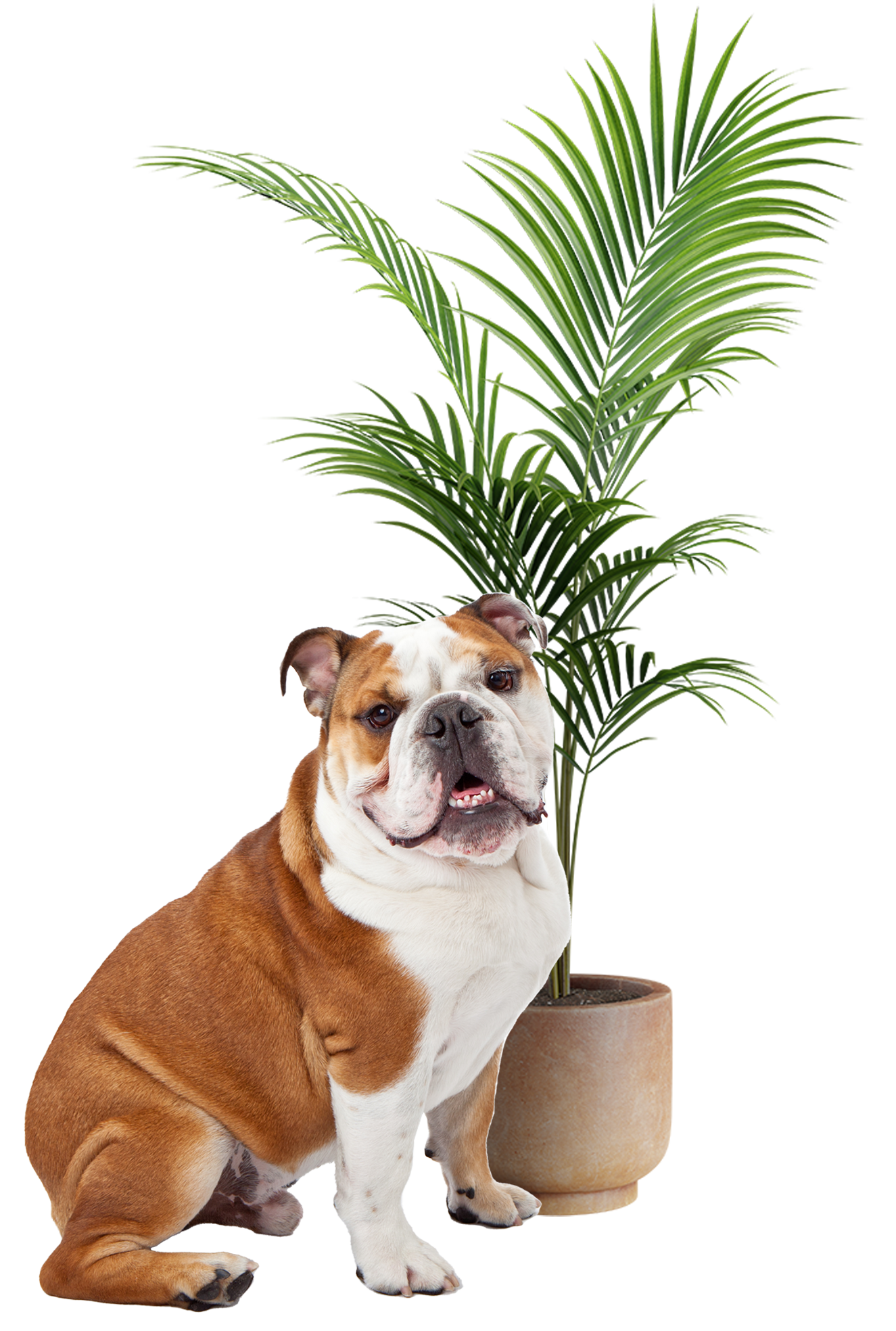 Chien et plante