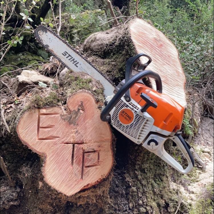 Tronçonneuse entre 2 souches