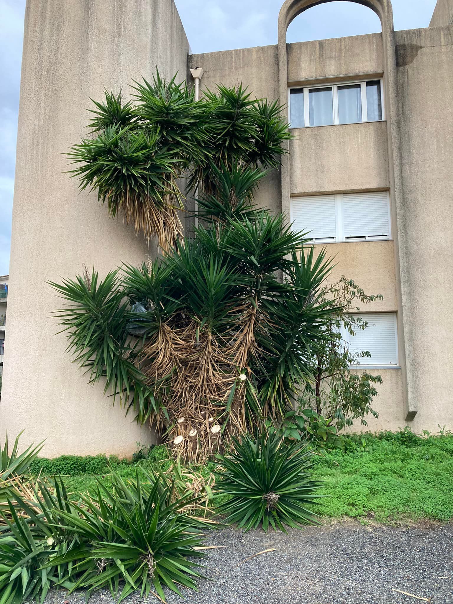 Un palmier devant un bâtiment